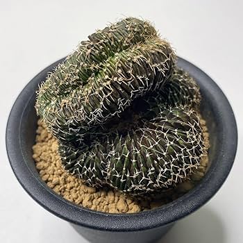 Amazon.co.jp: 多肉植物 サボテン ギムノカリキウム